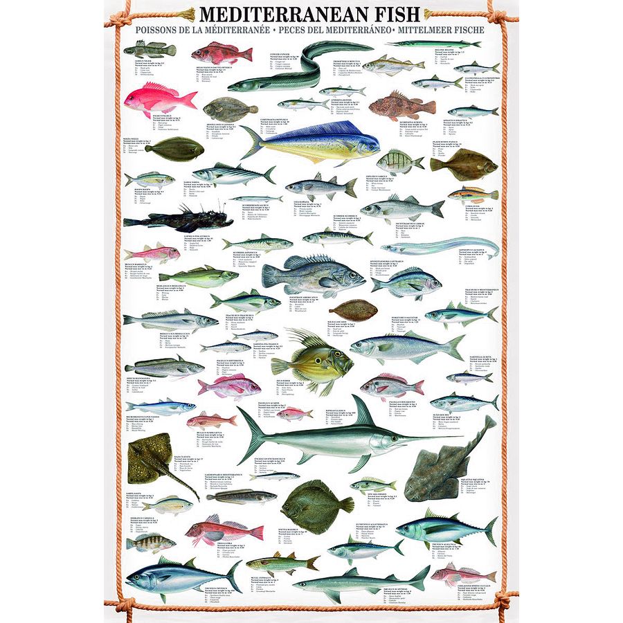 Poissons de la Méditerranée Mediterranean Fish 61x91,5cm POSTER - Bild 1 von 1